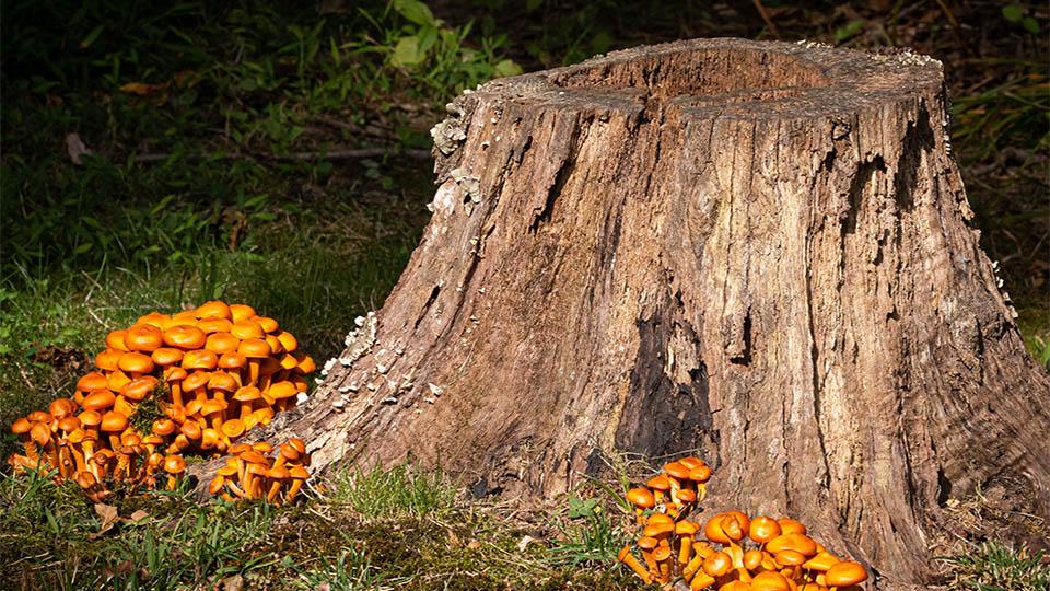 an old dead tree stump with bright orange fungus growing around it 