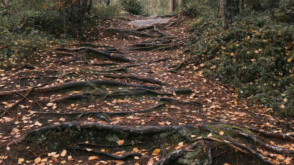tree roots growing on a forest path