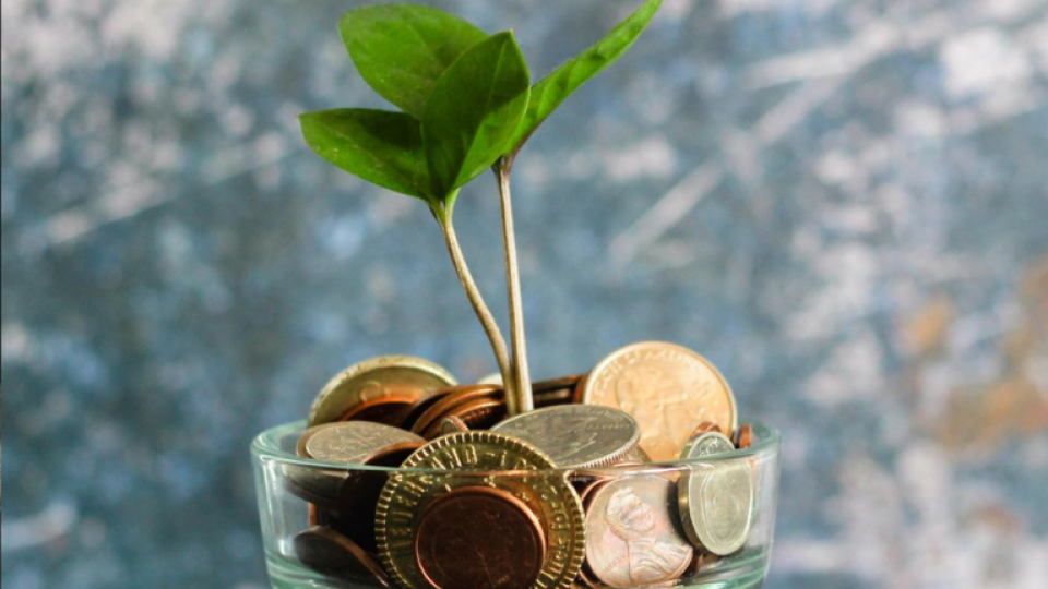 Small plant growing out of money coins