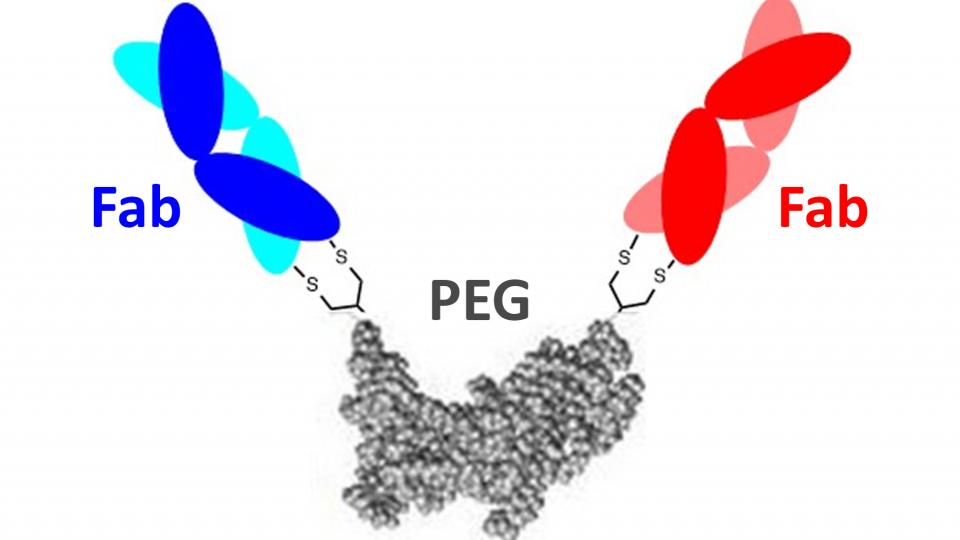 Diagram of bispecific mimetics, middle section joined to a red arm and a blue arm, each with two overlapping ovals in shape of X's. Middle section labeled PEG, red and blue arms labelled Fab.