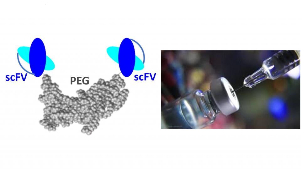 Diagram of antibody fragment mimetics, middle section joined to two blue arms labelled scFV each with overlapping ovals in shape of X's. Middle section labeled PEG. Next to diagram is an image of a needle pulling liquid out of a glass bottle.