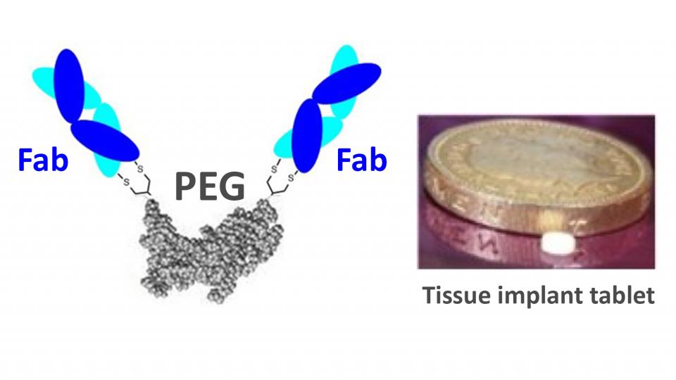 Diagram of bispecific mimetics, middle section joined by two blue arms, each with two overlapping ovals in shape of X's. Middle section labeled PEG and blue arms labelled Fab. Next to diagram is an image of the tissue implant tablet next to a poundcoin.