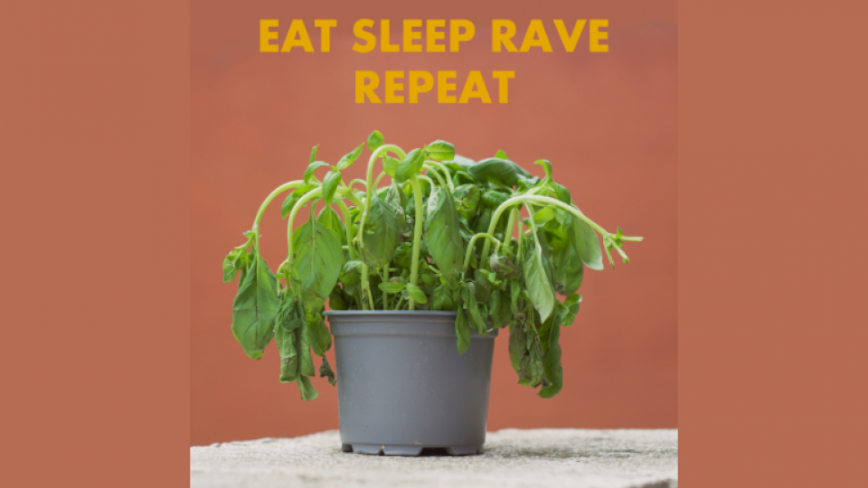 A photo of a green plant in a grey plant pot, with a caption saying "EAT SLEEP RAVE REPEAT"
