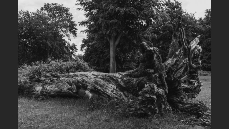 A photo of a fallen tree laying horizontally on the ground surrounded by woodland.