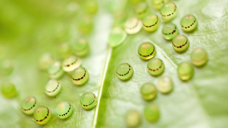 A smear of blue morpho butterfly eggs on a green leaf
