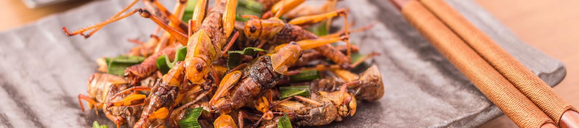A small plate with a pile of insects on it, with chopsticks placed on the side