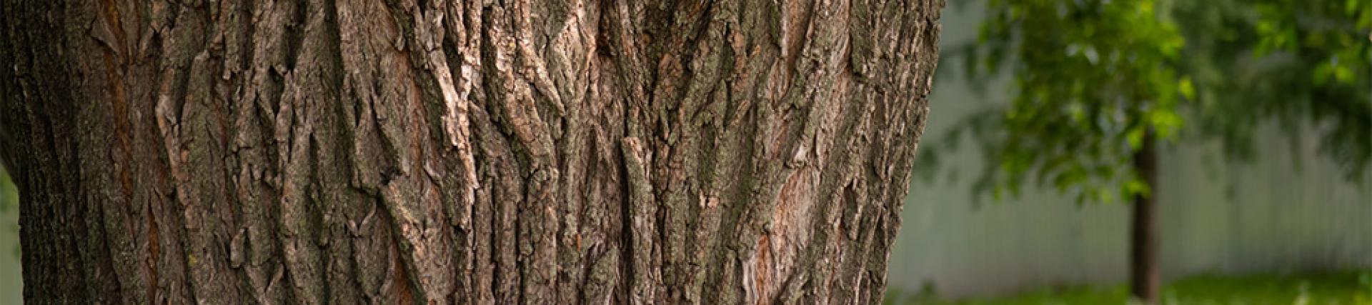 close up of a mature oak tree in a field