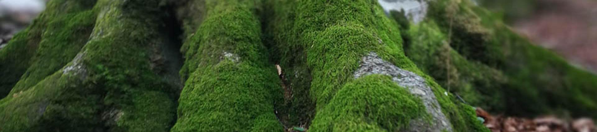 close up of moss-covered tree roots