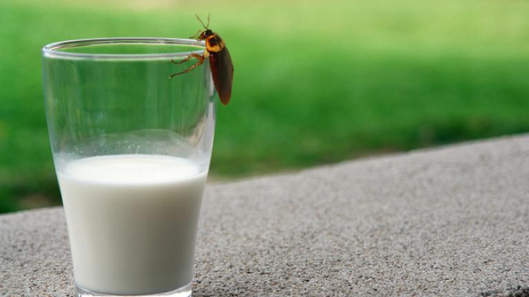A cockroach climbing a glass containing milk
